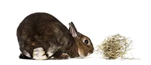 Bright White Studio Photography Prints: Rex Rabbit against white background