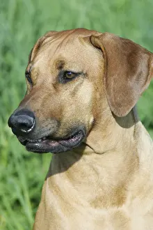 Prints of Rhodesian Ridgeback Rhodesian Ridgeback Prints: Rhodesian Ridgeback Print