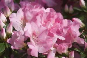 Pink Flowering Bush Prints: Rhododendron