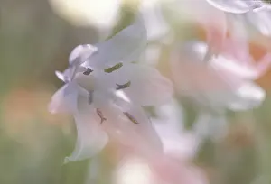 Close Up Rhododendron Prints: Rhododendron