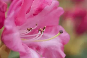 Rhododendron Close Up Prints: Rhododendron