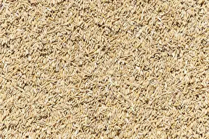 Full Frame Food Images Prints: Rice