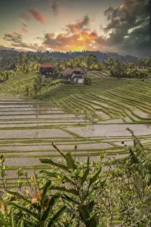 Atmospheric Evening Light Photography Prints: Rice terraces in the evening light