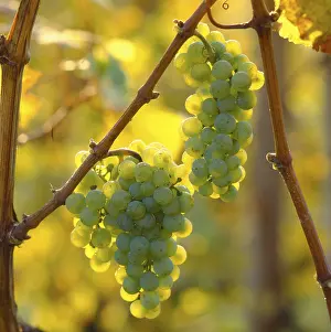 Deserted Vineyard Scene Prints: Riesling grapes