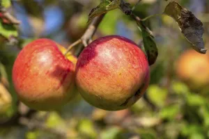 Fruit Tree Close Up Prints: Ripe apple on the tree