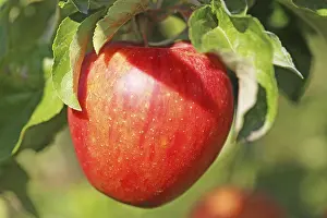 Red Apples On Tree Prints: Ripe apple on the tree