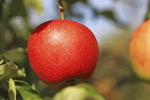 Deciduous Tree Images Prints: Ripe apple on the tree