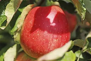 Deciduous Fruit Tree Details Prints: Ripe apple on the tree