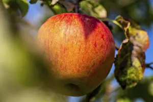 Deciduous Tree Images Prints: Ripe apple on the tree
