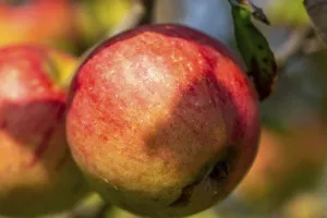 Deciduous Tree Images Prints: Ripe apple on the tree