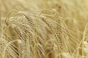 Agricultural Crop Photography Prints: Ripe Eears Of Rye In The Field