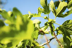 Blue Sky Prints: Ripe figs on a tree