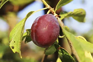 Ripe Plums Prints: Ripe plums on the tree