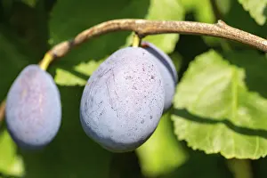 Ripe Plums Prints: Ripe plums on the tree