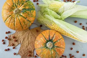 Thanksgiving Food Prints: Ripe pumpkins and corn cobs on a gray background with a maple leaf