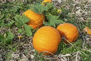 Travel Photography Scandinavia Prints: Ripe pumpkins on a field in Loderup