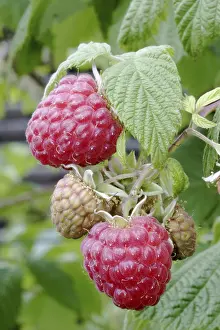 Outdoor Plants Prints: Ripe Raspberry on the bush