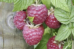 Nature Fruits Prints: Ripe Raspberry on the bush