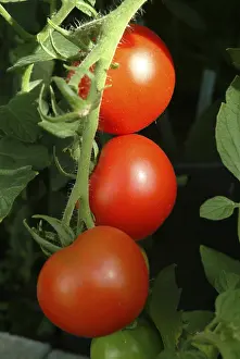 Studio Shot Tomatoes Prints: Ripe tomatoes