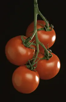 Organic Vegetable Sorts Prints: Ripe tomatoes