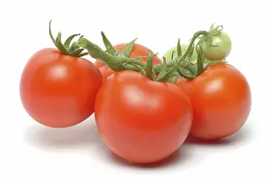 Vegetable Still Life Prints: Ripe tomatoes