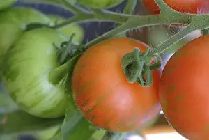 Vegetable Still Life Photos Prints: Ripe tomatoes