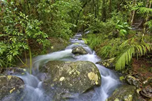 Daintree National Park Prints: River course, water, stream, river