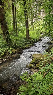 Natural Environment Photography Prints: A river flows idyllically through a green forest full of trees