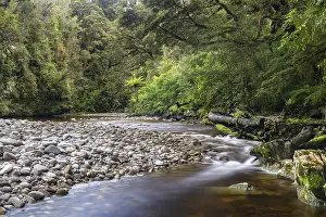 New Zealand Rainforest Prints: River flows through rainforest
