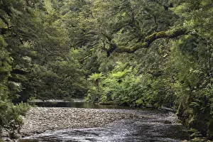 Rainforest Landscape Prints: River flows through rainforest