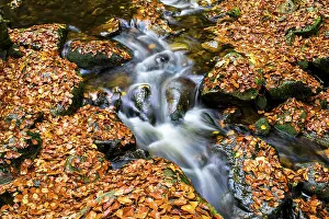 Central Europe Autumn Mood Image Prints: The river Ilse flows over rocks