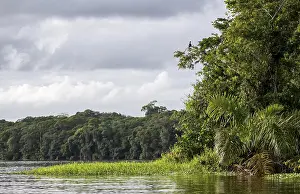 Rainforest River Prints: River in the rainforest, dense vegetation