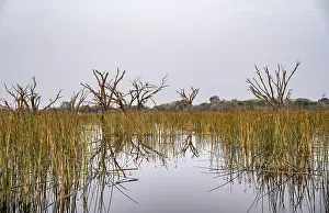 Okavango Delta UNESCO Site Prints: River with river grass and papyrus