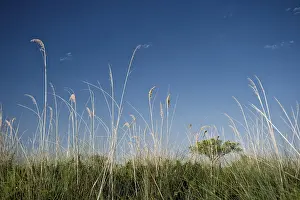 Okavango Delta Landscape Prints: Riverside landscape with grass
