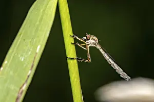 Pterygote Insect Photos Prints: A robber fly perched on a green leaf