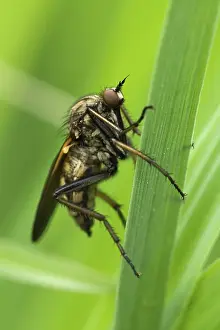 Daytime Nature Photography Prints: Robberfly (Machimus sp.)