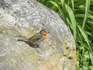 Migrant Bird Species Prints: Robin Erithacus rubecula