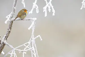 European Robin Germany Prints: Robin (Erithacus rubecula) Germany