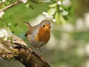 Wildlife Germany Prints: A robin (Erithacus rubecula) perched on a root
