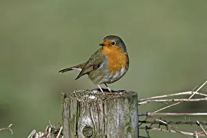 Animals In Natural Habitat Prints: Robin, Erithacus rubecula, Robin