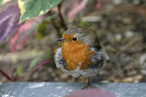 Natural Environment Animals Prints: Robin, Erithacus rubecula, robin (ground-singer)