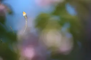 Songbird Perched On Branch Prints: Robin (Erithacus rubecula) sitting in a tree