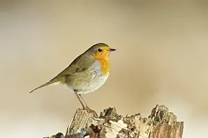 Songbird In Natural Environment Prints: Robin (Erithacus rubecula) standing on tree stump