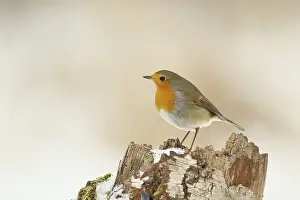 Winter Bird Images Prints: Robin (Erithacus rubecula) standing on tree stump