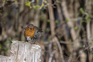 European Robin Bavaria Prints: Robin (Erithacus rubecula) on a tree stump