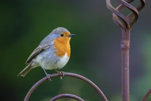 Northern Germany Wildlife Photos Prints: Robin (Erithacus rubecula), Vechta