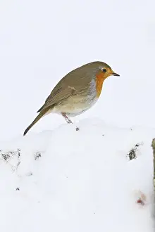 North Rhine Westphalia Fauna Prints: Robin (Erithacus rubecula), in winter on the ground in the snow