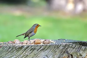 European Robin Germany Prints: Robin, winter, Germany