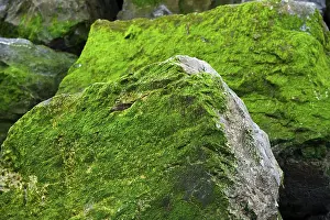 European Rock Formations Prints: Rocks covered in algae, Corniche Basque