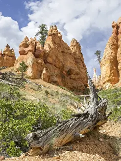 Protected Area In USA Prints: Rocks of the Navajo Loop Trail